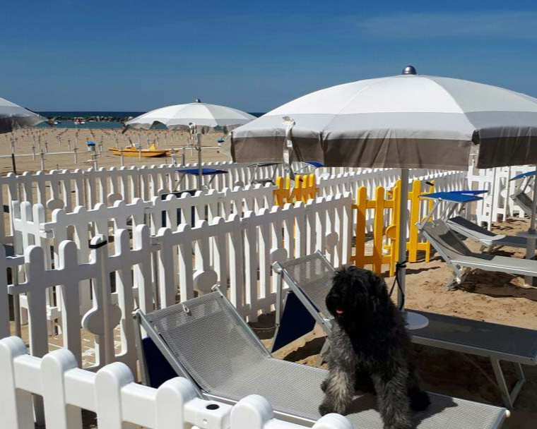 media.beach-dog-3-big